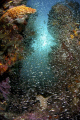   Tons fish this small reef  